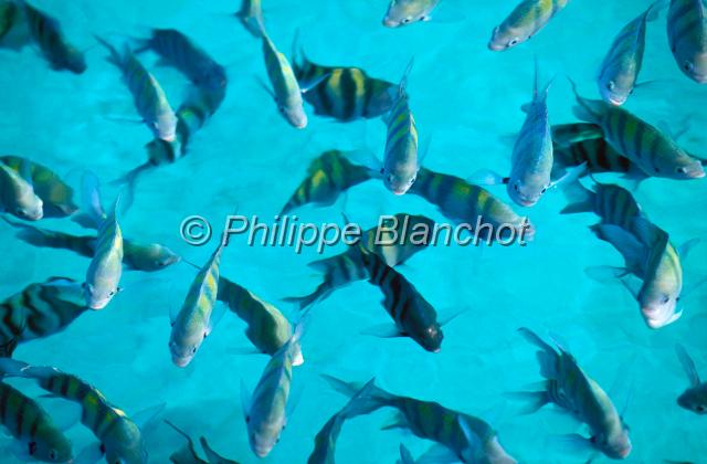 mexique 10.JPG - Poissons de la la LaguneRiviera Maya, Yucatan, Mexique